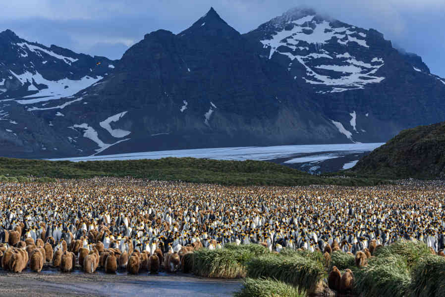 Pingüino Rey - islas Georgias del Sur 008.jpg